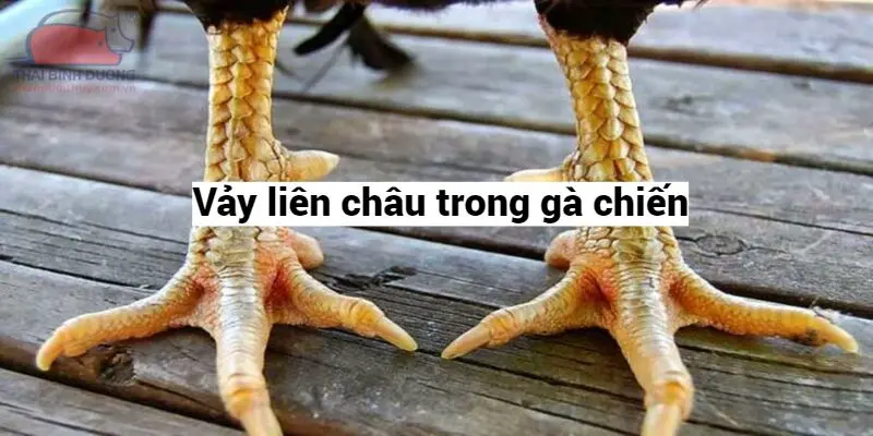 vay-lien-chau-trong-ga-chien